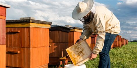 How bees can lower your property taxes